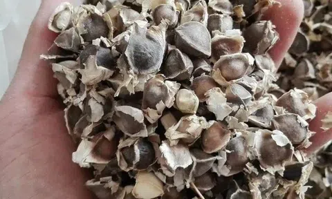 Cây mọc đầy ở Việt Nam không ngờ là "báu vật" ở nước ngoài, nhặt hạt đem bán cũng kiếm bộn tiền