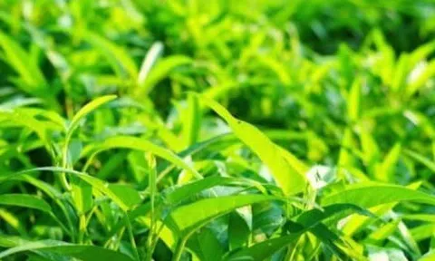 Rau nhiễm chì và kim loại năng, làm sao để nhận biết và loại bỏ?