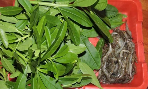 Đừng chỉ ăn củ, lá loài cây này quý như "nhân sâm người nghèo", ở quê mọc um tùm như cỏ dại