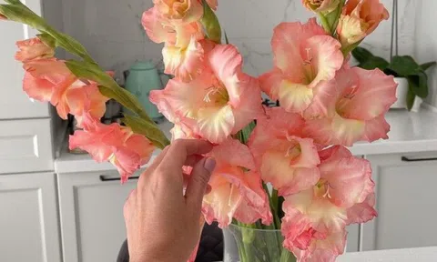 Trong nhà có loài hoa này, gia chủ không lo hết tiền, con cháu khỏe mạnh thông minh