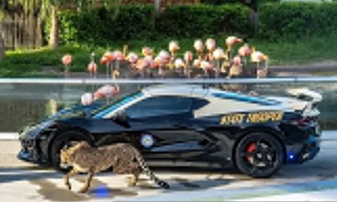 Cảnh sát tuần tra Florida 'khoe' dàn xe hiệu năng cao