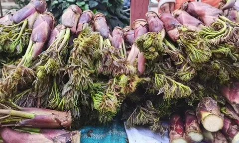 Việt Nam có loại rau mọc dại, người Trung Quốc ví là “cao lương mỹ vị số 1 thế giới”: Tốt hơn cả nhân sâm