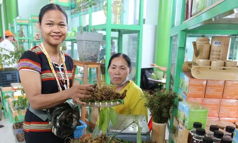Đà Nẵng: Đẩy mạnh xã hội hóa Lễ hội Sâm Ngọc Linh, gắn kết cộng đồng vào phát triển kinh tế