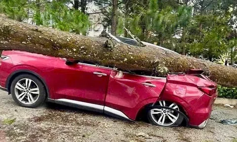 Lâm Đồng: Mưa lớn, gió mạnh quật đổ nhiều cây xanh, đè bẹp xe ô tô, tốc mái nhà