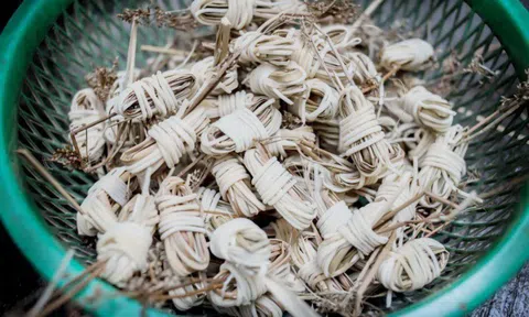 Loại cây dại xưa chỉ để bện dép, ai tinh mắt hái đem bán 500.000 đồng/kg