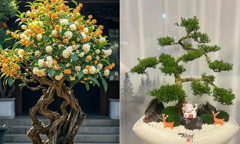 6 loại cây cảnh trường thọ người giàu hay trồng: Có cây sống 200 năm, hoa vẫn nở sau khi chủ nhân mất