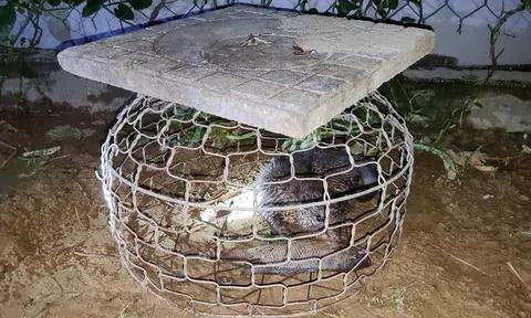 Đi đánh cá, người đàn ông bắt được loài vật quý hiếm có trong Sách Đỏ Việt Nam