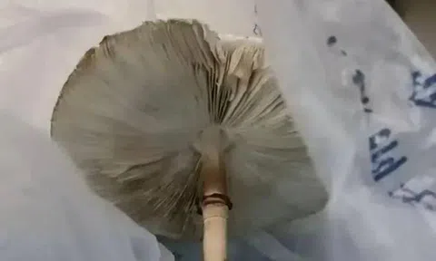 Ăn cây "lạ" nhà trồng từ hạt giống mua trên mạng, hai vợ chồng nhập viện khẩn cấp