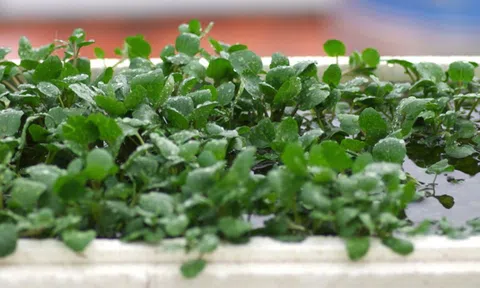 2 loại rau dễ là nơi "tổ ký sinh trùng" ẩn náu, nhất cái số 1 rất quen