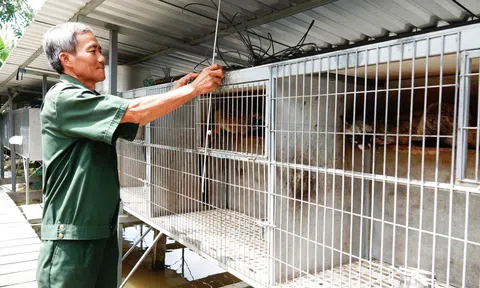 Cãi vợ nuôi con "đặc sản" dân nhậu thích mê, lão nông kiếm bộn tiền