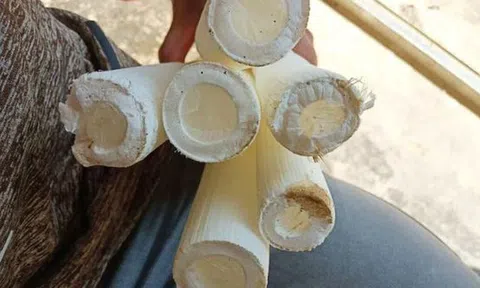 Cây dại xưa không ai "ngó" nay có giá đắt đỏ, gần 3 triệu đồng/kg