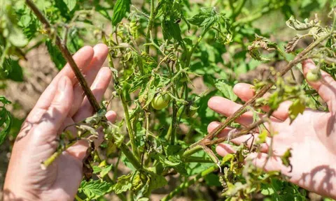 Loại quả được đánh giá "tốt nhất thế giới", ở chợ Việt vừa rẻ vừa nhiều