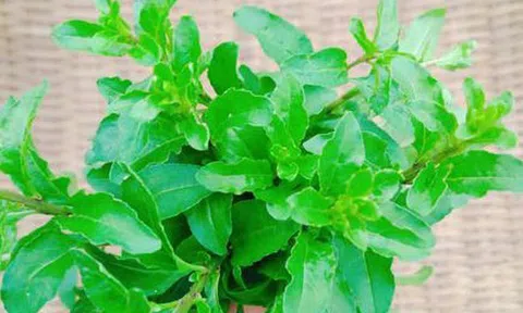 Đừng chỉ ăn quả, lá loại cây này quý như "nhân sâm của nhà nghèo", nhiều người không biết mà ăn