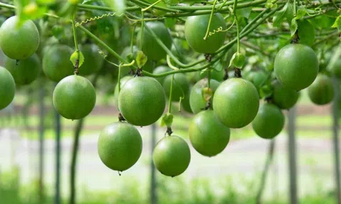 Loại quả được đánh giá "tốt nhất thế giới", ở Việt Nam trồng bạt ngàn