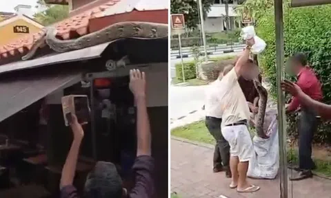 Nhìn lên mái quán cà phê, người dân tái mặt khi chứng kiến cảnh tượng nổi da gà