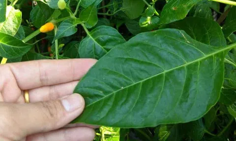 Đừng chỉ ăn quả, lá loại cây này quý như "nhân sâm người nghèo", ở quê mọc um tùm