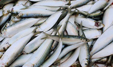 Không chỉ cá hồi, 7 loại cá này cũng là “báu vật dinh dưỡng”, cực giàu omega-3: Đi chợ nên mua ngay