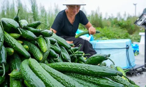 Dưa chuột "ngậm thuốc kích thích" có 3 đặc điểm này, người biết nhận ra ngay