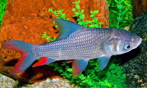 Báu vật sông Đà: Từng được tiến Vua, thuộc nhóm "Ngũ quý hà thủy", thế giới chỉ 3 nước có