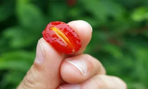 Loại cây ở Việt Nam trồng bạt ngàn, sang "trời tây" giá 3,5 triệu đồng/cây
