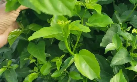 "Thần dược xanh" của người dân vùng núi Tây Bắc: Công dụng bất ngờ, bổ hơn cả uống vitamin tổng hợp