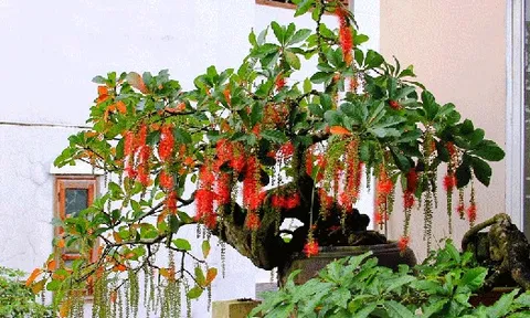 Ông bà xưa dặn: Trồng được 1 trong 5 loại cây này trong nhà, con cháu đời sau ắt hưởng phúc lộc