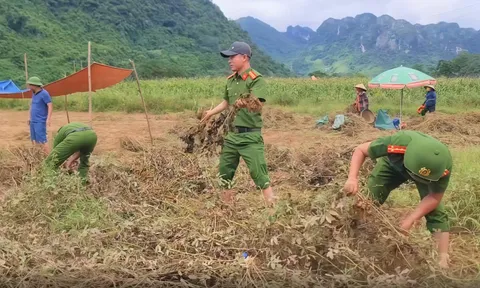 VIDEO: Xúc động hình ảnh Công an xắn quần, lội ruộng giúp dân thu hoạch lạc ngày Quốc khánh