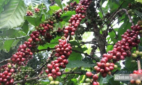 Cà phê giữ vị trí dẫn đầu trong nhóm nông sản xuất khẩu