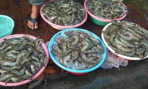 Chủ tiệm hải sản nói thẳng: “Chỉ người không biết mới mua 4 loại tôm này, cực hại sức khỏe, nhớ tránh xa"