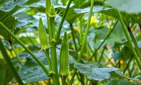 Loại quả được người Nhật coi là "nhân sâm xanh", ở Việt Nam trồng bạt ngàn