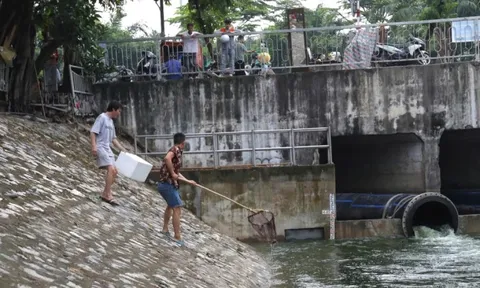 Người dân hồ hởi vợt cá sau khi sông Tô Lịch được bổ cập nước từ Hồ Tây