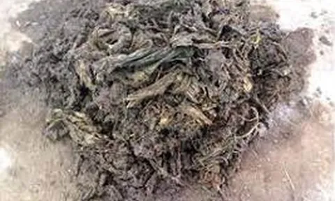 Các bác sĩ sốc nặng khi lấy ra thứ "đáng sợ" nặng 40 kg từ dạ dày con bò hoang
