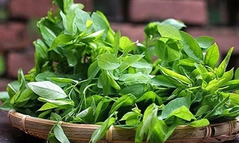 Loại rau được ví là "thần dược của sản phụ", rẻ hơn rau lang, rau cải: Ở Việt Nam chỉ nấu canh là quá phí