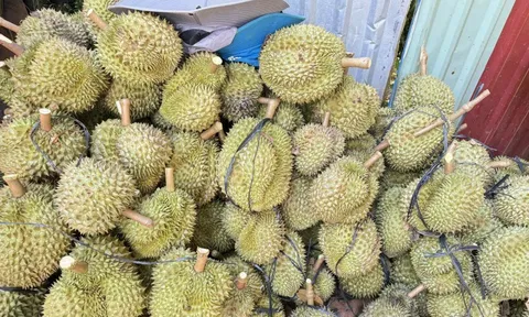 Sầu riêng sượng nước rớt giá mạnh, khắc phục được không?