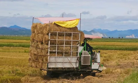 Cách "hái ra tiền" của một vùng quê ở Quảng Trị