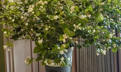 Nếu có 5 loại cây này trong phòng khách, 9/10 gia đình sẽ giàu có