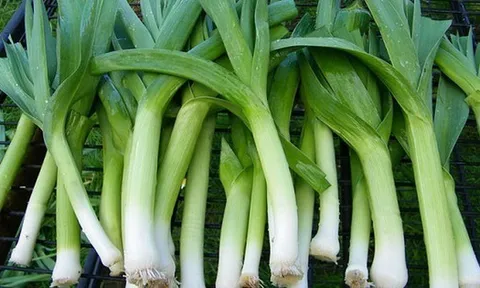 Đừng bỏ lỡ: 3 loại rau củ rẻ tiền nhưng là "kho kháng sinh tự nhiên" cho cả nhà