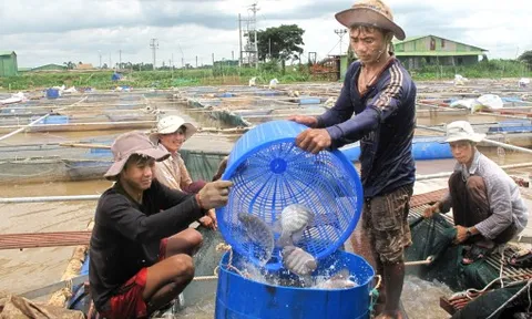 Cá rô phi - mặt hàng xuất khẩu đầy tiềm năng