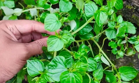 Loại rau có tên lạ, không trồng vẫn mọc đầy vườn lại cực tốt cho sức khỏe
