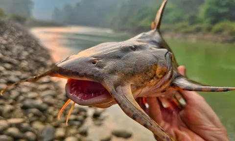 Báu vật Sông Đà: Được mệnh danh là "ngũ quý hà thủy”, là cá nhưng không tanh, thơm ngon như "thuốc bổ tự nhiên"