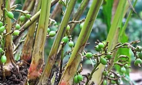 Loại quả được đánh giá "tốt bậc nhất thế giới" giá 2 triệu đồng/kg, ở Việt Nam trồng bạt ngàn