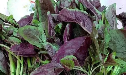 10 loại rau bổ có thể “làm hỏng” thận, bác sĩ cảnh báo, trước khi xào nấu nhớ làm ngay việc này