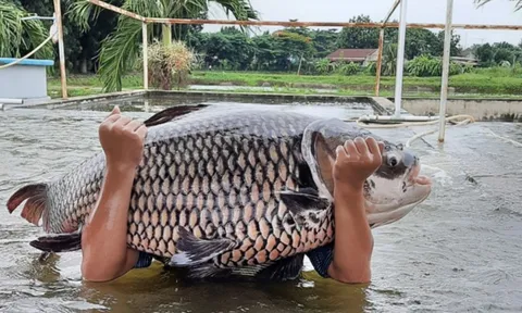 “Thủy quái” vùng Mê Kông có nguy cơ tuyệt chủng: Việt Nam có đột phá trong bảo tồn loài “vua cá”