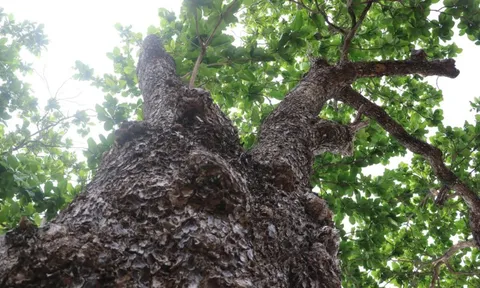 Những “cụ bàng” trăm tuổi trụ vững giữa gió biển Côn Đảo: Vì sao có thể sống lâu đến vậy?