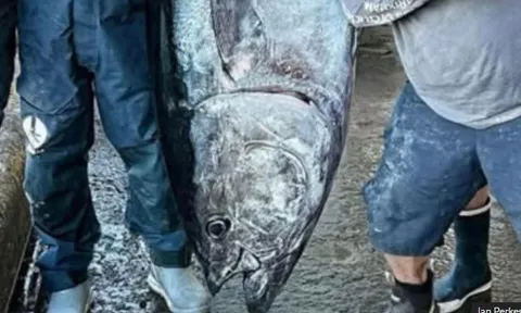 Câu được cá ngừ khổng lồ nặng 210kg, ngư dân liền bán với giá 70 triệu đồng