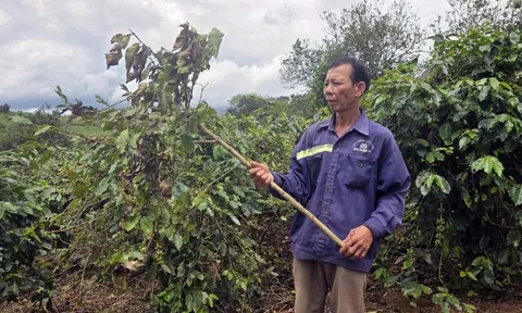 Ngăn chặn nạn bẻ cành, hái trộm cà phê