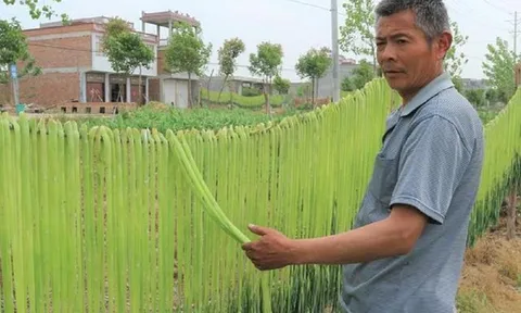 Loại rau trông như "nắm cỏ", xưa rẻ bèo nay lên tầm đặc sản giá nửa triệu/kg