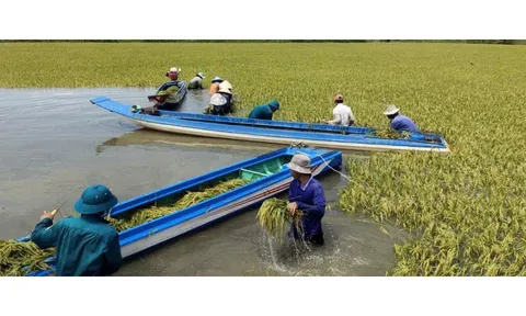 Tây Ninh: 2.000 ha lúa ở một xã đứng trước nguy cơ bị lũ uy hiếp