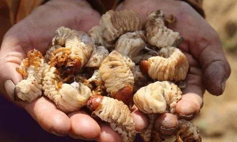 Loài sâu bề ngoài nhìn "sợ khiếp vía", nay "hóa" đặc sản giá 350.000 đồng/kg