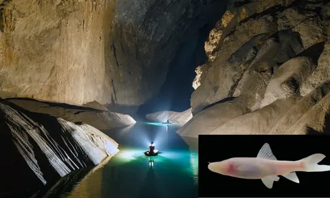 Bí mật trong lòng sông ngầm ở Phong Nha – Kẻ Bàng, tìm thấy “kho báu sống” siêu hiếm chỉ Việt Nam có